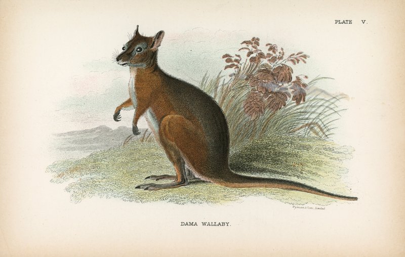 Dama Wallaby 作者 英语学校