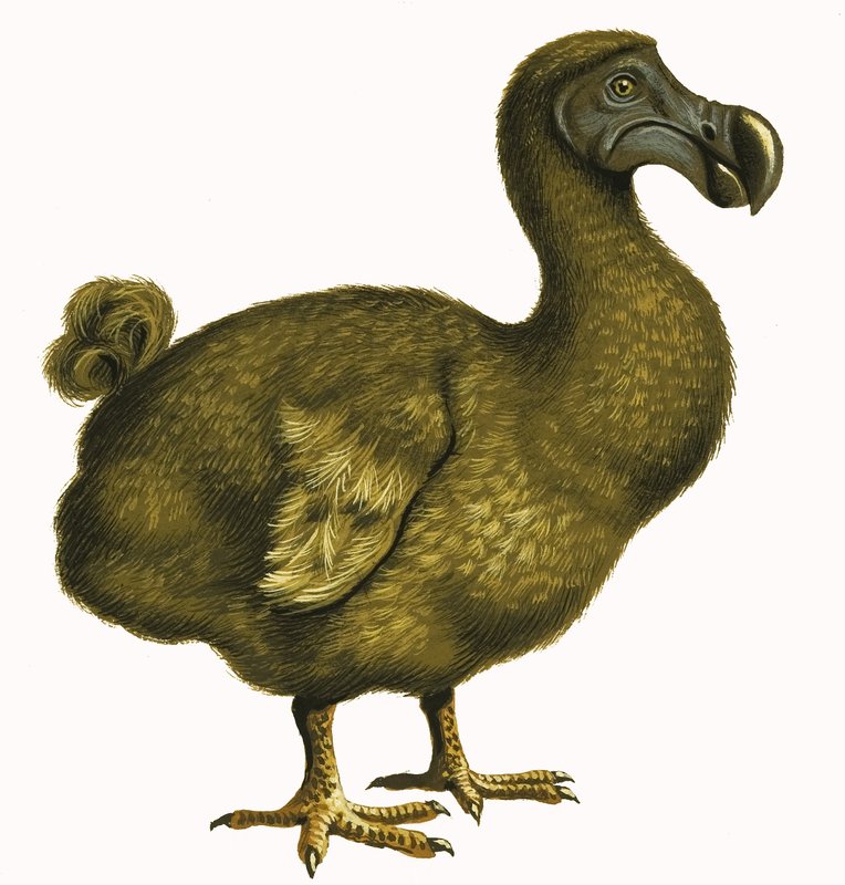渡渡鸟 作者 英语学校
