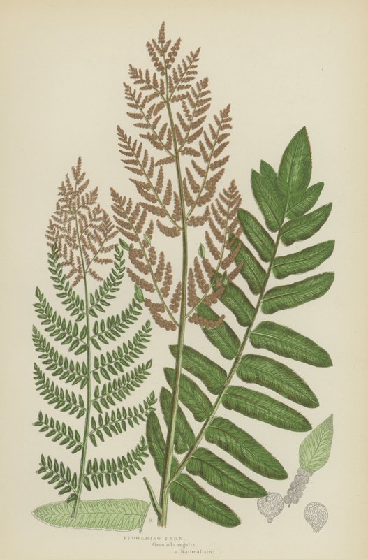 开花的蕨类植物（彩色石版画） 作者 英语学校