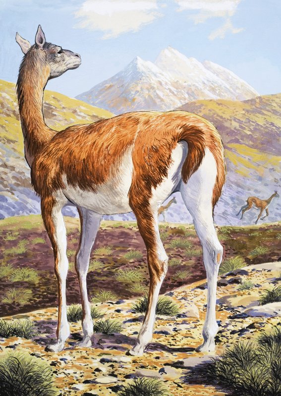优雅的Guanacos 作者 英语学校