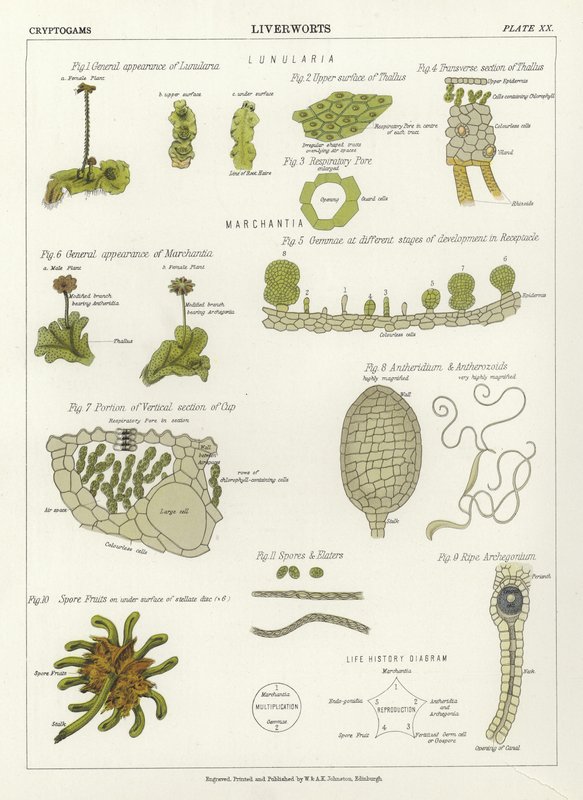 苔类植物 作者 英语学校