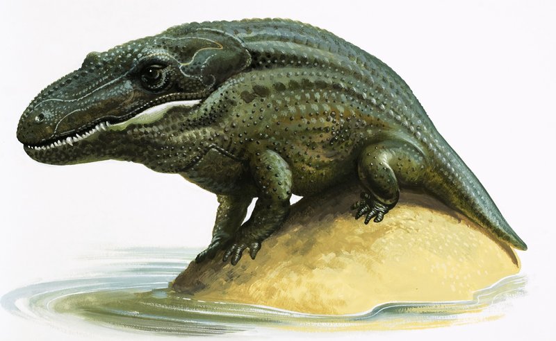 Mastodosaurus 作者 英语学校