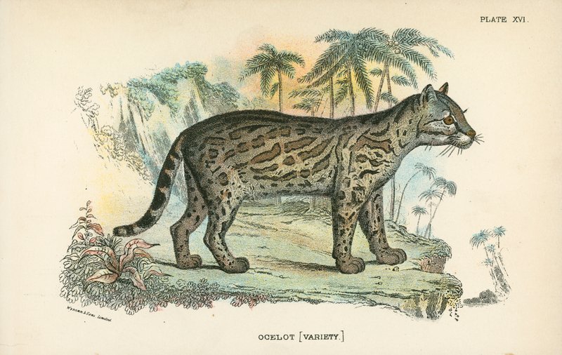 Ocelot [品种] 作者 英语学校