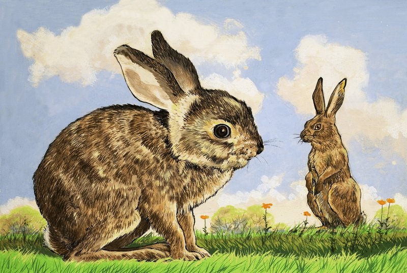 Rabbitis 作者 英语学校