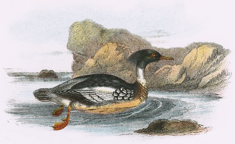 红胸Merganser 作者 英语学校