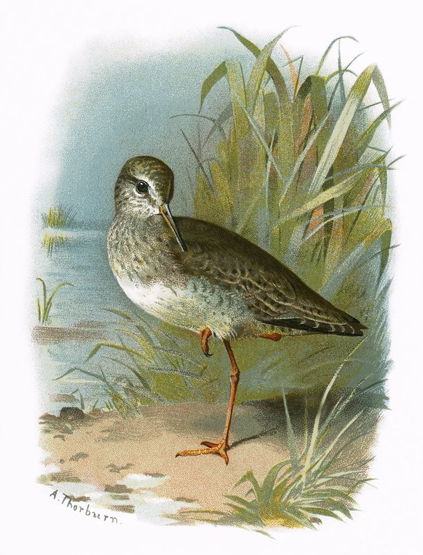 Redshank 作者 英语学校