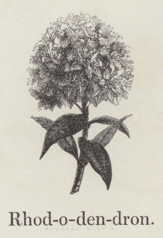 杜鹃花（雕版画 作者 英语学校