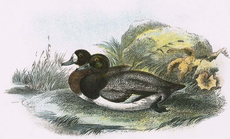 Scaup Duck 作者 英语学校