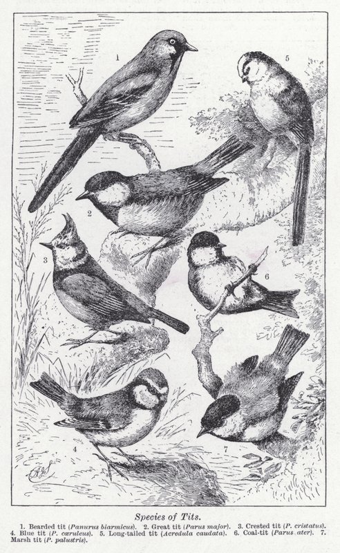 山雀的种类（石版画） 作者 英语学校