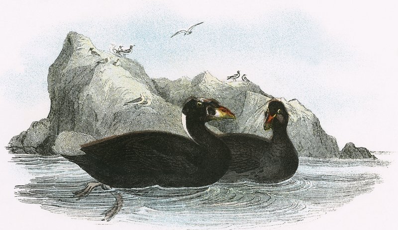 Surf Scoter 作者 英语学校