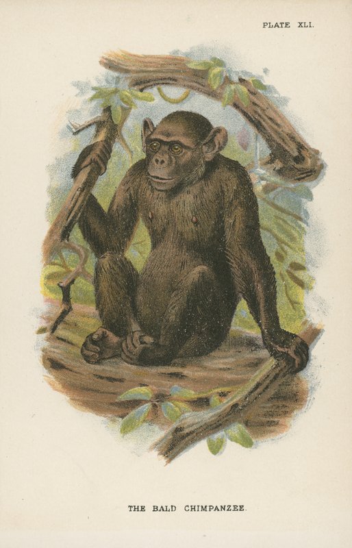 Blad Chimpanzee 作者 英语学校