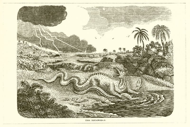 Iguanodon 作者 英语学校