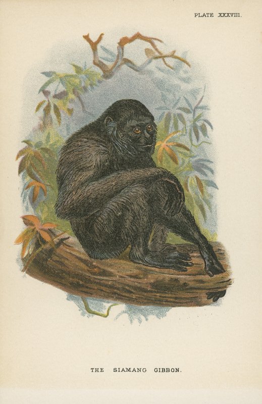 Siamang长臂猿 作者 英语学校