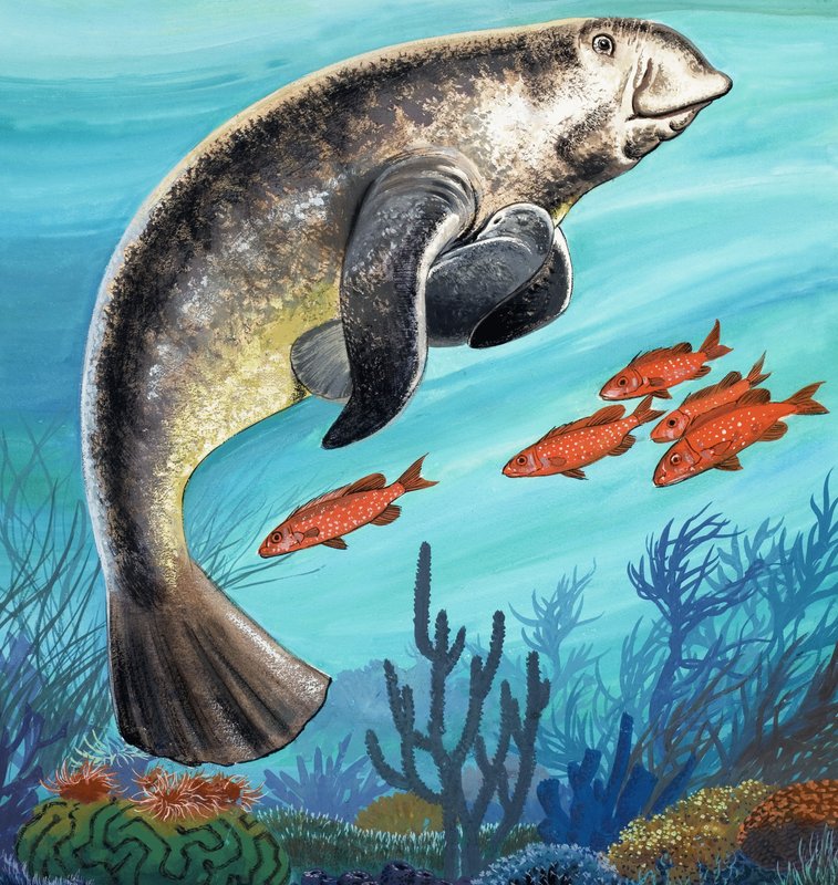 海底生物 作者 英语学校