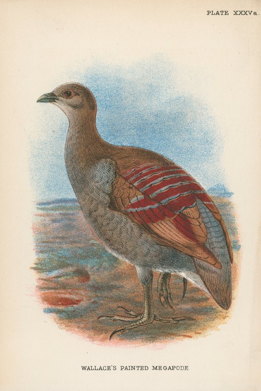 华莱士的彩绘Megapode 作者 英语学校
