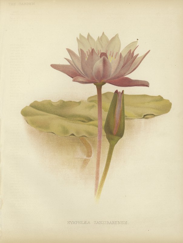 荷花 作者 英语学校