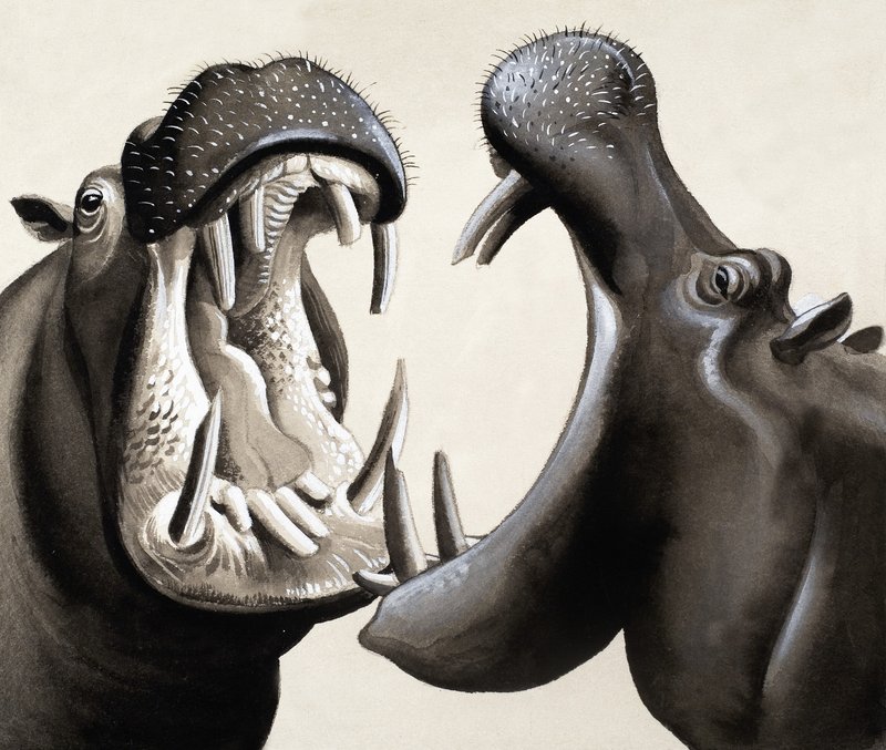 当Hippos攻击！ 作者 英语学校