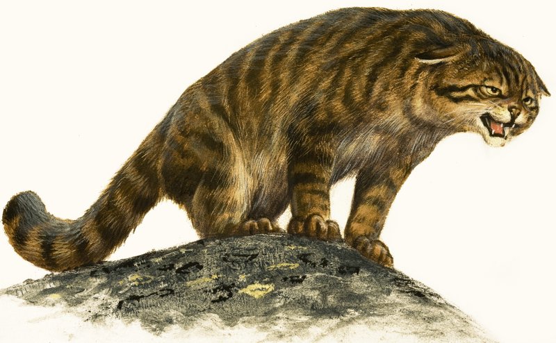 野猫 作者 英语学校