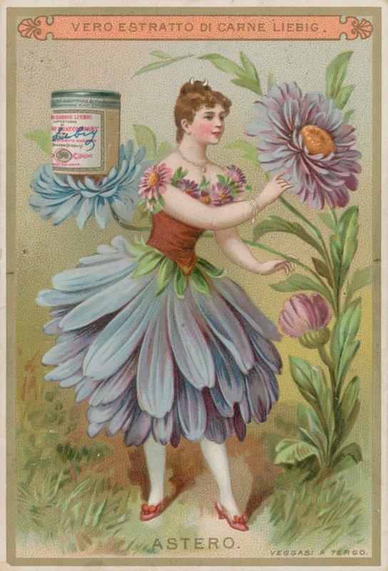 紫菀花女孩 作者 欧洲学校