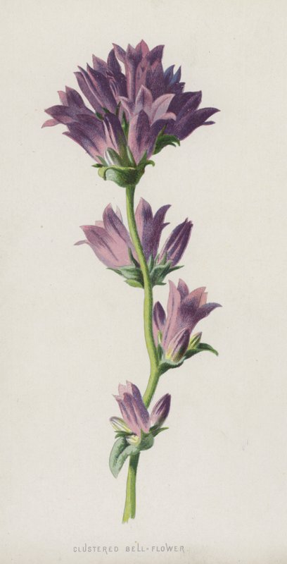 簇状钟花（chromolitho） 作者 弗雷德里克·爱德华·赫尔姆