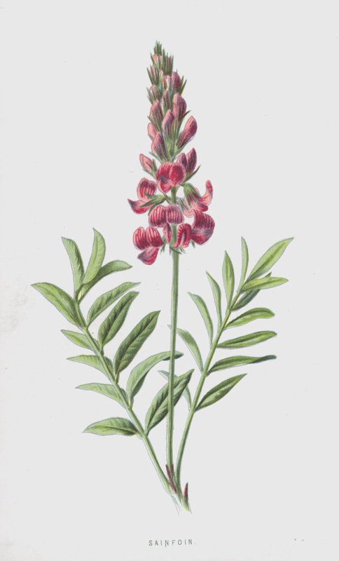 Sainfoin（chromolitho） 作者 弗雷德里克·爱德华·赫尔姆
