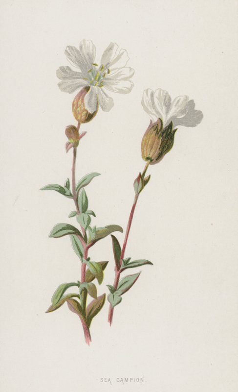 Sea Campion（chromolitho） 作者 弗雷德里克·爱德华·赫尔姆