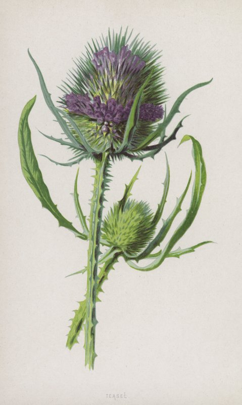 Teasel（chromolitho） 作者 弗雷德里克·爱德华·赫尔姆