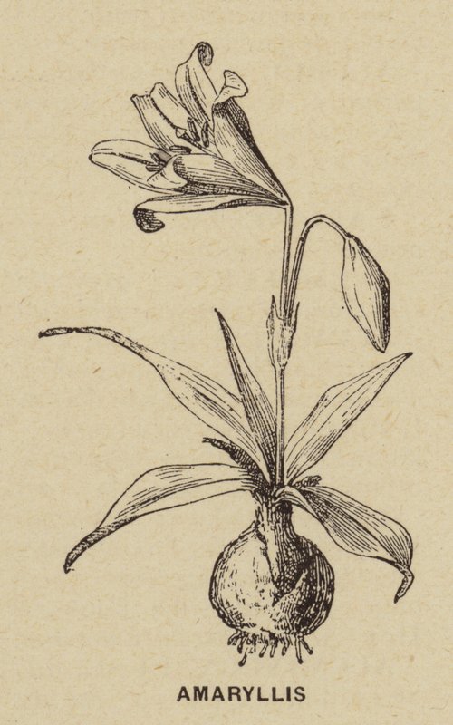 金盏花（雕刻） 作者 法语学校