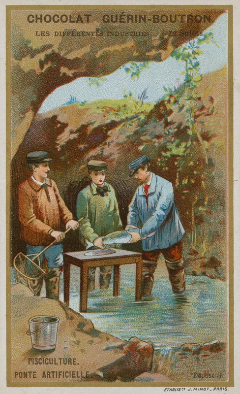 养鱼 作者 法语学校