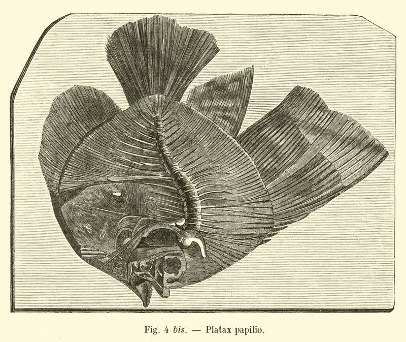 Platax papilio 作者 法语学校