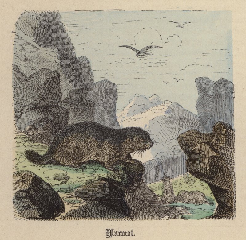旱獭（彩色雕刻 作者 弗里德里希·斯佩克特（Friedrich Specht）