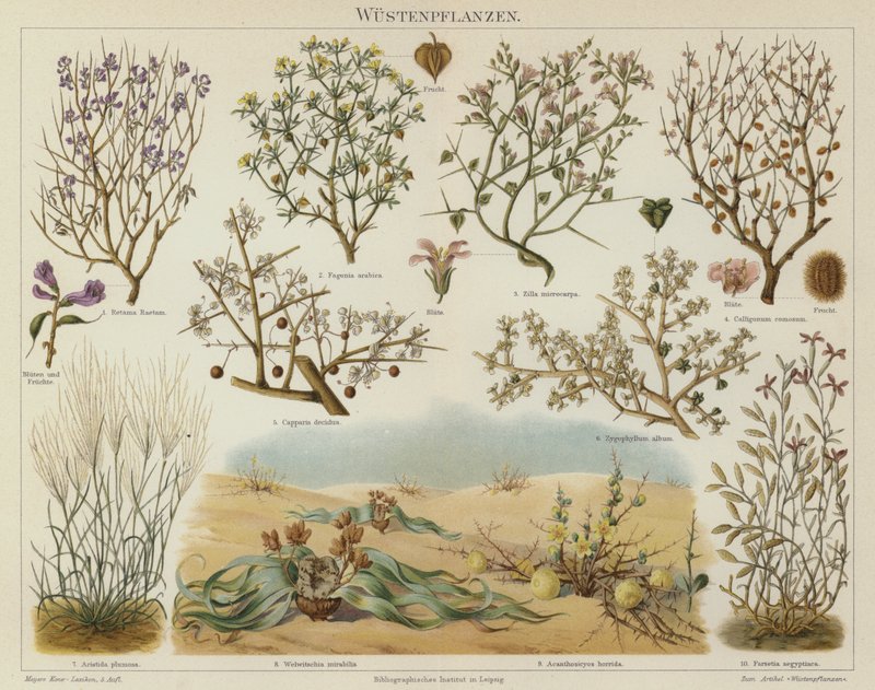 沙漠植物（彩色平版印刷 作者 德国学校