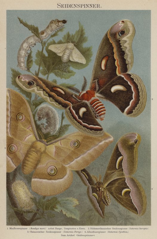 Silkmoths 作者 德国学校