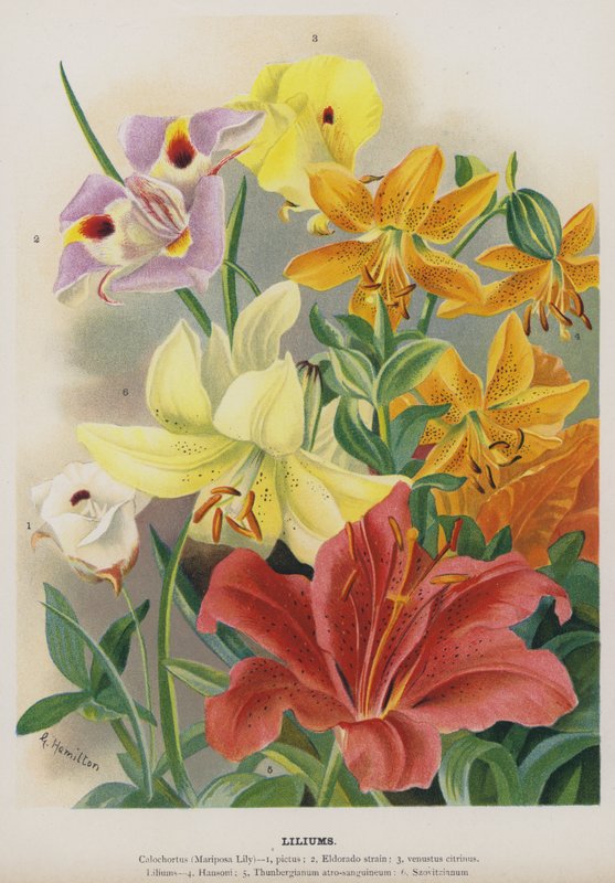 Liliums 作者 格特鲁德·汉密尔顿
