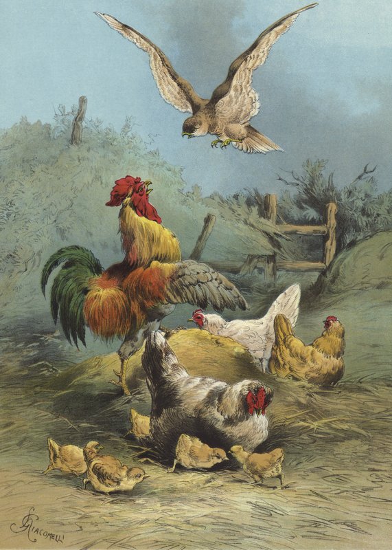 家禽场中的猎鹰（chromolitho） 作者 赫克托·贾科梅利