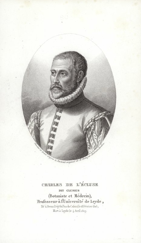 Carolus Clusius 作者 意大利学校