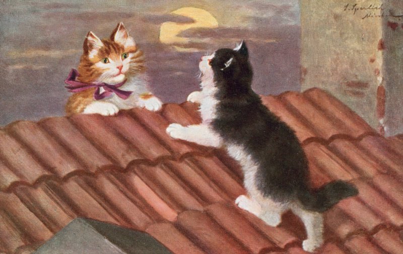 猫明信片（彩色平版） 作者 约瑟夫·斯佩利希